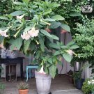Pink Brugmansia Angels Trumpet Frosty Pink - 1 Rooted Live Plant