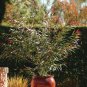 Sale! Willow Myrtle Peppermint Tree Agonis flexuosa 2 for 1 - 40 Seeds