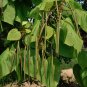 Native Catawba Showy Catalpa Tree Catalpa speciosa - 10 Seeds