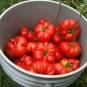 Italian Heirloom Tomato Costoluto Genovese Pomodoro Lycopersicon lycopersicum - 20 Seeds