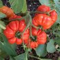 Italian Heirloom Tomato Costoluto Genovese Pomodoro Lycopersicon lycopersicum - 20 Seeds