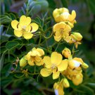 Beautiful Yellow Christmas Senna Cassia bicapsularis - 10 Seeds