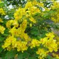 Beautiful Yellow Christmas Senna Cassia bicapsularis - 15 Seeds