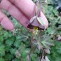 Brown Columbine Chocolate Soldier Aquilegia viridiflora - 20 Seeds