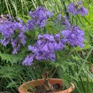Beautiful Blue Purple Brazilian Rose Wood Jacaranda mimosifolia - 25 Seeds