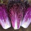 Napa Cabbage Red Purple Brassica rapa pekinensis - 25 Seeds