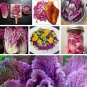 Napa Cabbage Red Purple Brassica rapa pekinensis - 25 Seeds