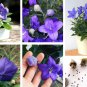 Korean Purple Balloon Flower Platycodon grandiflorus - 40 Seeds