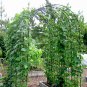 Organic Kentucky Blue Green Snap Pole Beans Phaseolus vulgaris - 80 Seeds