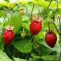 Red Heirloom Strawberry Plant Fragaria vesca Ruegen - 40 Seeds