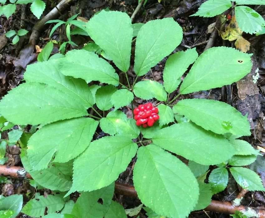 Native Wild Organic American Ginseng Herb Panax quinquefolius 30 Seeds