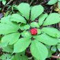 Native Wild Organic American Ginseng Herb Panax quinquefolius - 30 Seeds
