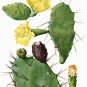 Prickly Pear Hardy Tuna Cactus Nopal Opuntia ficus indica - 20 Seeds