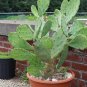 Prickly Pear Hardy Tuna Cactus Nopal Opuntia ficus indica - 20 Seeds
