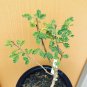 Umbrella Thorn Acacia Vachellia tortilis - 5 Seeds