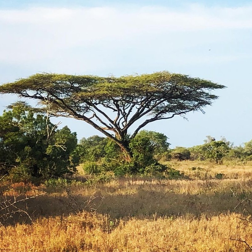 African Umbrella Thorn Acacia Vachellia tortilis - 5 Seeds