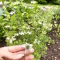 Organic Nutmeg Flower Medicinal Blackseed Nigella Sativa - 100 Seeds