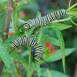 Butterfly Habitat Milkweed Seed Collection - 6 Varieties