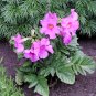 Pink Trumpet Flower Hardy Incarvillea delavayi Rare - 25 Seeds