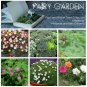 Miniature and Fairy Garden Seed Collection - 6 Varieties