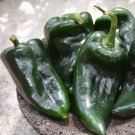 Organic Poblano Gigantea Heirloom Chili Pepper Capsicum annuum - 30 Seeds