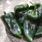 Organic Poblano Gigantea Heirloom Chili Pepper Capsicum annuum - 30 Seeds