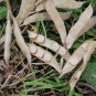 Italian Heirloom Sweet Lupini Beans Lupinus albus - 40 Seeds
