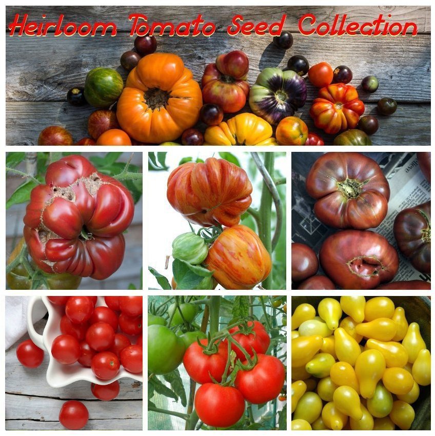 Unique Organic Heirloom Tomato Seed Collection 6 Varieties