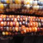 Painted Mountain Native Indian Corn Organic OP Zea Maiz - 40 Seeds