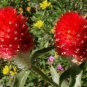 Red Strawberry Fields Globe Amaranth Gomphrena haageana - 50 Seeds