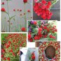 Red Strawberry Fields Globe Amaranth Gomphrena haageana - 50 Seeds