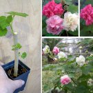 Hardy Dixie Rosemallow Pink Cotton Rose Hibiscus mutabilis versicolor - 1 Live Plant