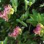California Pink Honeysuckle Native Lonicera hispidula - 20 Seeds