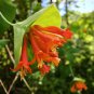 Native Hummingbird Orange Honeysuckle Vine Lonicera ciliosa - 20 Seeds