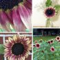 Rose Pink Sunflower ProCut Plum Helianthus annuus - 30 Seeds
