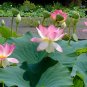 Edible Lotus Sacred Water Lily Nelumbo nucifera - 4 Seeds