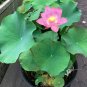 Sacred Pink Water Lily Lotus Nelumbo nucifera - 4 Seeds