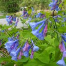 Wild Woodland Virginia Bluebells Roanoke Bells Mertensia virginica - 30 Seeds