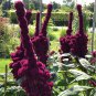 Bizarre Amaranth Elephant Head Amaranthus gangeticus - 150 Seeds