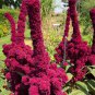 Bizarre Amaranth Elephant Head Amaranthus gangeticus - 150 Seeds