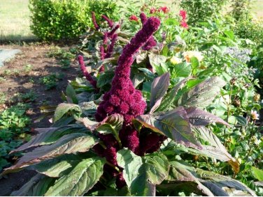 Bizarre Amaranth Elephant Head Amaranthus gangeticus - 150 Seeds