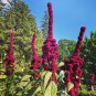 Bizarre Amaranth Elephant Head Amaranthus gangeticus - 150 Seeds