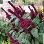 Bizarre Amaranth Elephant Head Amaranthus gangeticus - 150 Seeds
