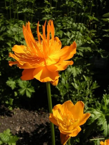 Rare Hardy  Troll Flower Chinese Globeflower Trollius chinensis - 30 Seeds