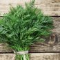 Organic Dill Kitchen Herb Anethum graveolens - 100 Seeds
