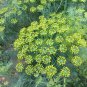Organic Dill Kitchen Herb Anethum graveolens - 100 Seeds