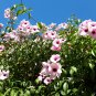Rare Pink Bower Vine Pandorea Jasminoides - 10 Seeds