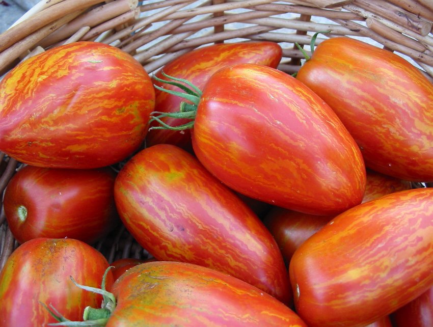 Heirloom Tomato Speckled Roman Organic Lycopersicon lycopersicum - 25 Seeds
