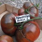 Organic Heirloom Tomato True Black Brandywine Lycopersicon lycopersicum - 30 Seeds