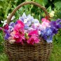Fragrant English Sweetpea Flower Mixed Lathyrus odoratus - 40 Seeds